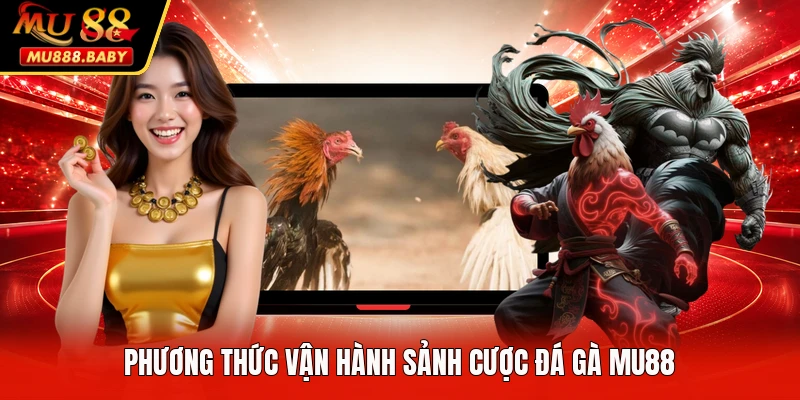 Phương thức vận hành sảnh cược đá gà MU88